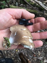 Pleurotus purpureo-olivaceus