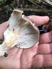 Pleurotus purpureo-olivaceus