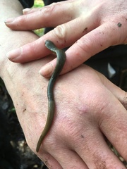 Erpobdellidae