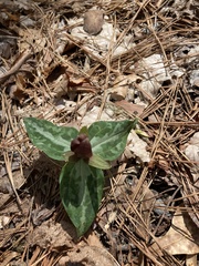 Trillium underwoodii