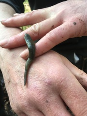 Erpobdellidae