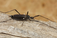 Molophilus ater