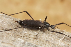 Molophilus ater