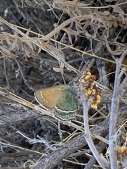 Callophrys mcfarlandi