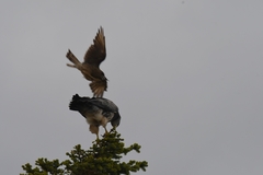 Geranoaetus melanoleucus australis