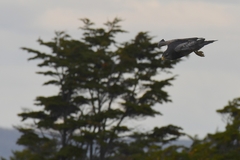 Geranoaetus melanoleucus australis