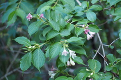Weigela coraeensis