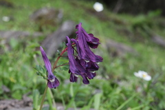 Corydalis calycosa