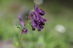 Corydalis calycosa