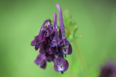 Corydalis calycosa