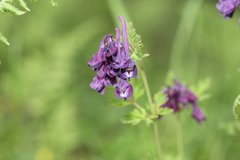 Corydalis calycosa