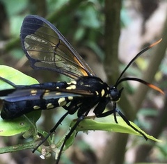 Isanthrene incendiaria