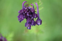 Corydalis calycosa