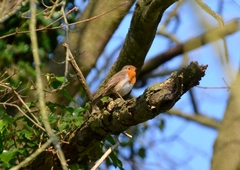 Erithacus rubecula