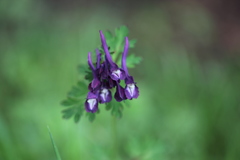 Corydalis calycosa