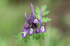 Corydalis calycosa