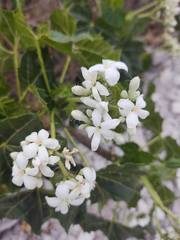 Cnidoscolus tehuacanensis