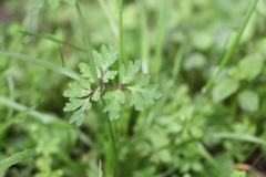 Corydalis calycosa