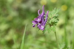 Corydalis calycosa