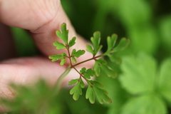 Corydalis calycosa