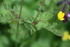 Corydalis calycosa