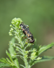Syritta pipiens