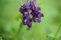 Corydalis calycosa