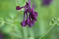 Corydalis calycosa