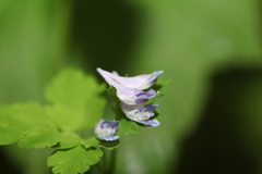 Corydalis foliaceobracteata
