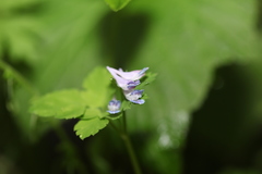 Corydalis foliaceobracteata