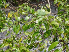 Rhamnus formosana