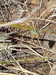 Callophrys mcfarlandi