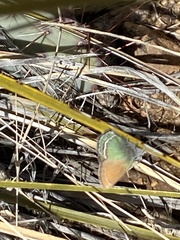 Callophrys mcfarlandi