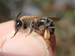 Andrena tibialis