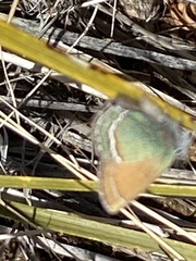 Callophrys mcfarlandi