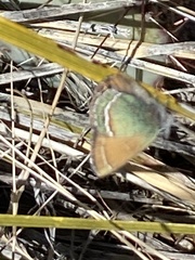 Callophrys mcfarlandi