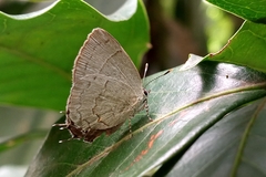 Symbiopsis lenitas