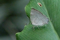 Symbiopsis lenitas