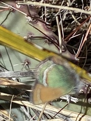 Callophrys mcfarlandi