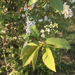 Prunus padus