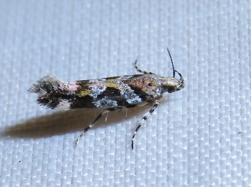 Pink-washed Aristotelia Moth photo 3