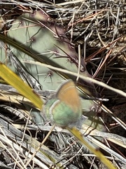 Callophrys mcfarlandi