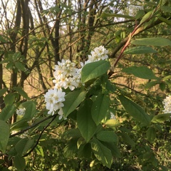 Prunus padus
