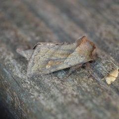 Bellura densa