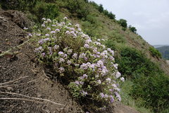 Ziziphora serpyllacea