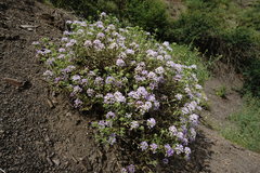 Ziziphora serpyllacea