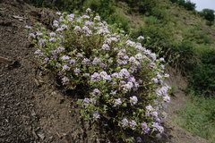 Ziziphora serpyllacea