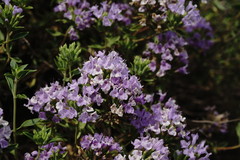 Ziziphora serpyllacea