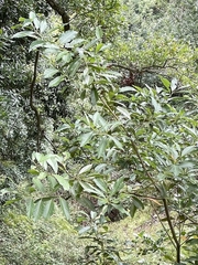 Laurus novocanariensis