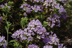 Ziziphora serpyllacea